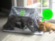 Helping to Tame a Cat's Wild Side